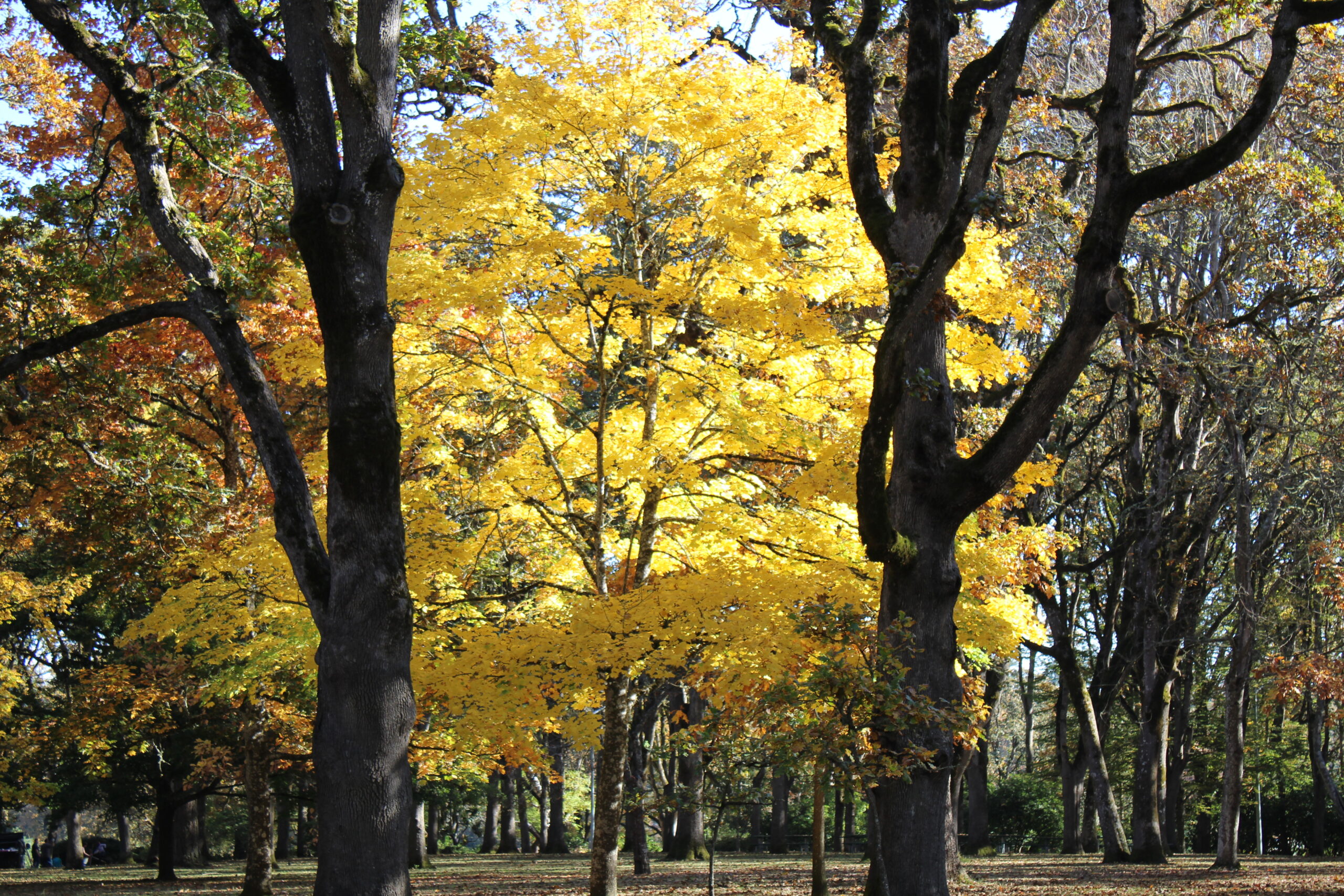 Bush Pasture Park. Photo provided by Wikimedia Commons, https://commons.wikimedia.org/wiki/File:Salem_,_Oregon_Fall_at_Bush_Pasture_Park.jpg, no changes made.