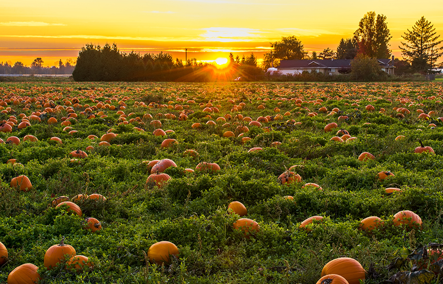 Bauman’s Farm and Garden: 150 Years of Fall Fun